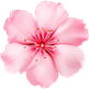 pngtree pink flower cute png image_10448174